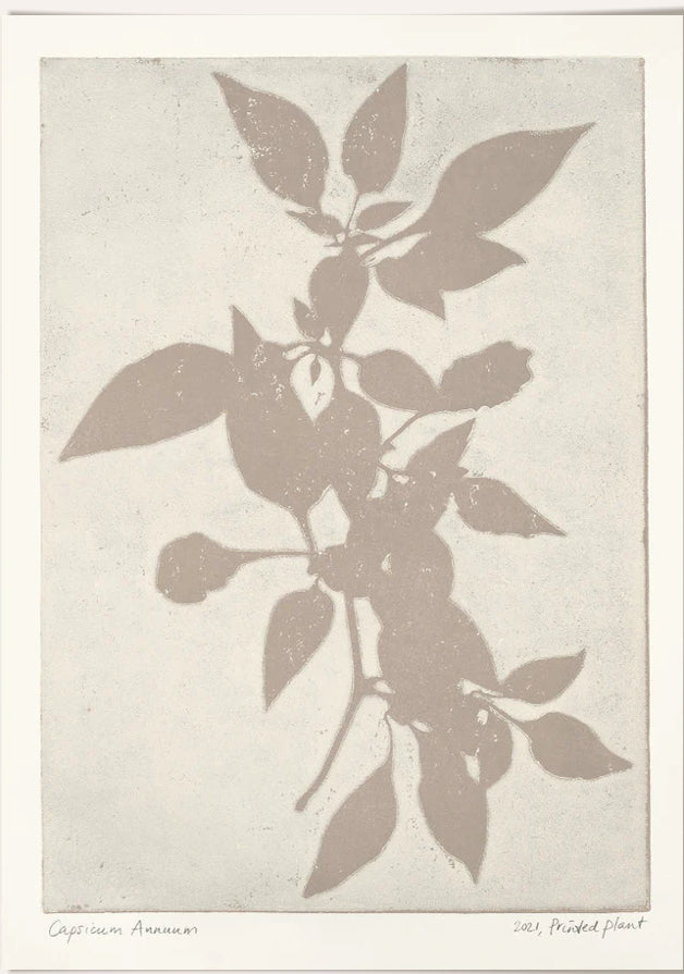 Capsicum Annuum - 50x70cm
