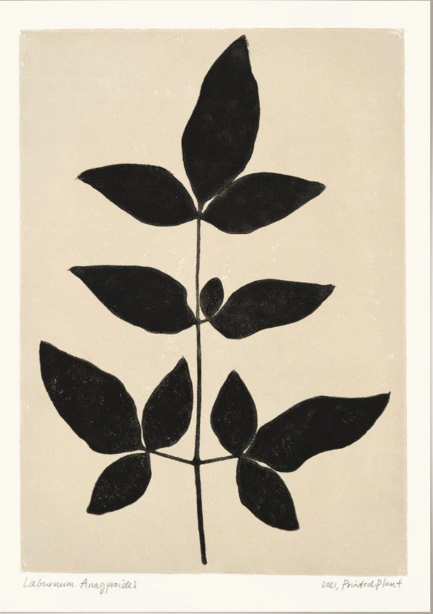 Laburnum Anagyroides - 30x40cm