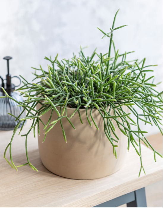 70% OFF Bamburgh Pot