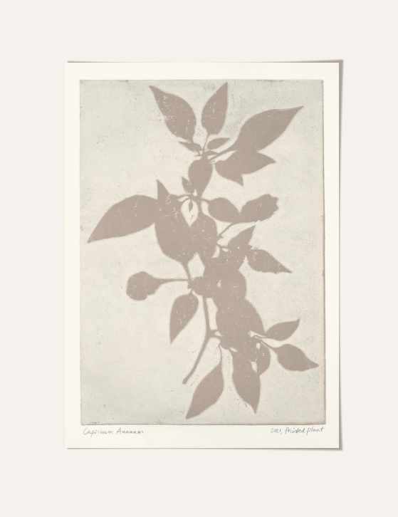 Capsicum Annuum Print 30x40cm