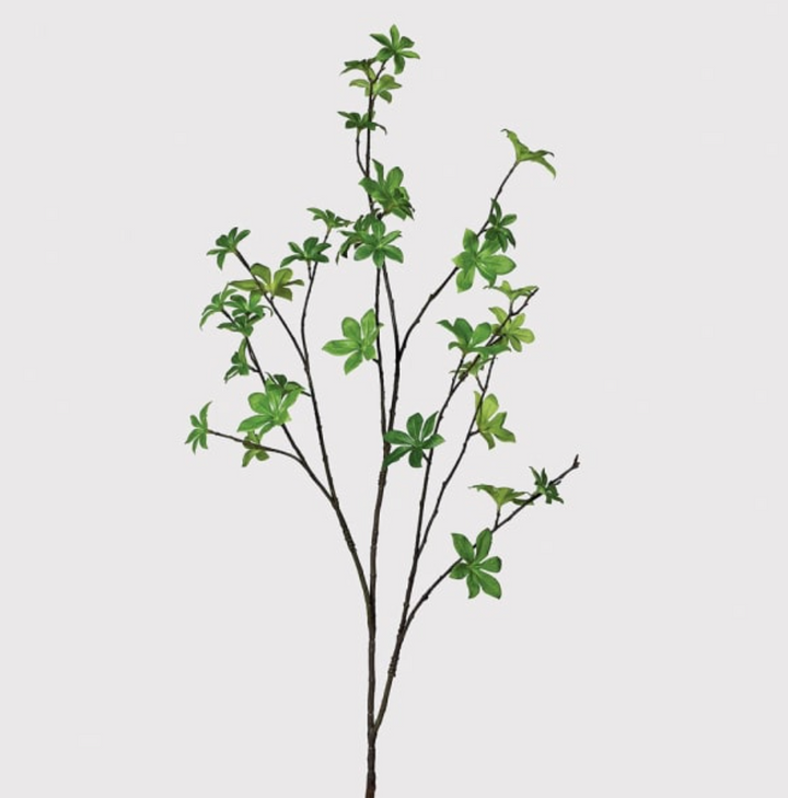 Enkianthus Spray