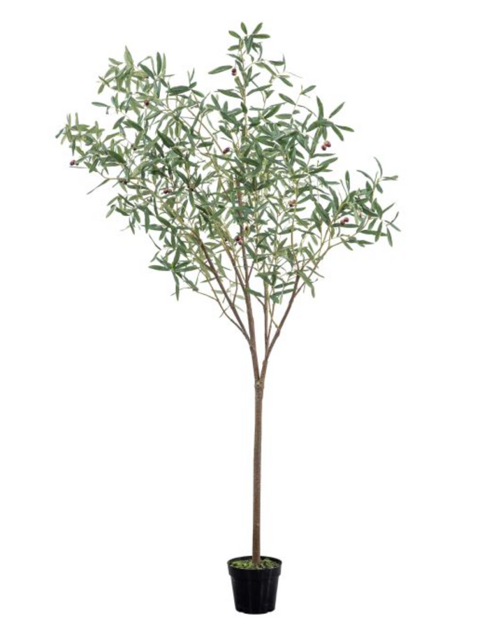 Olive Tree Large